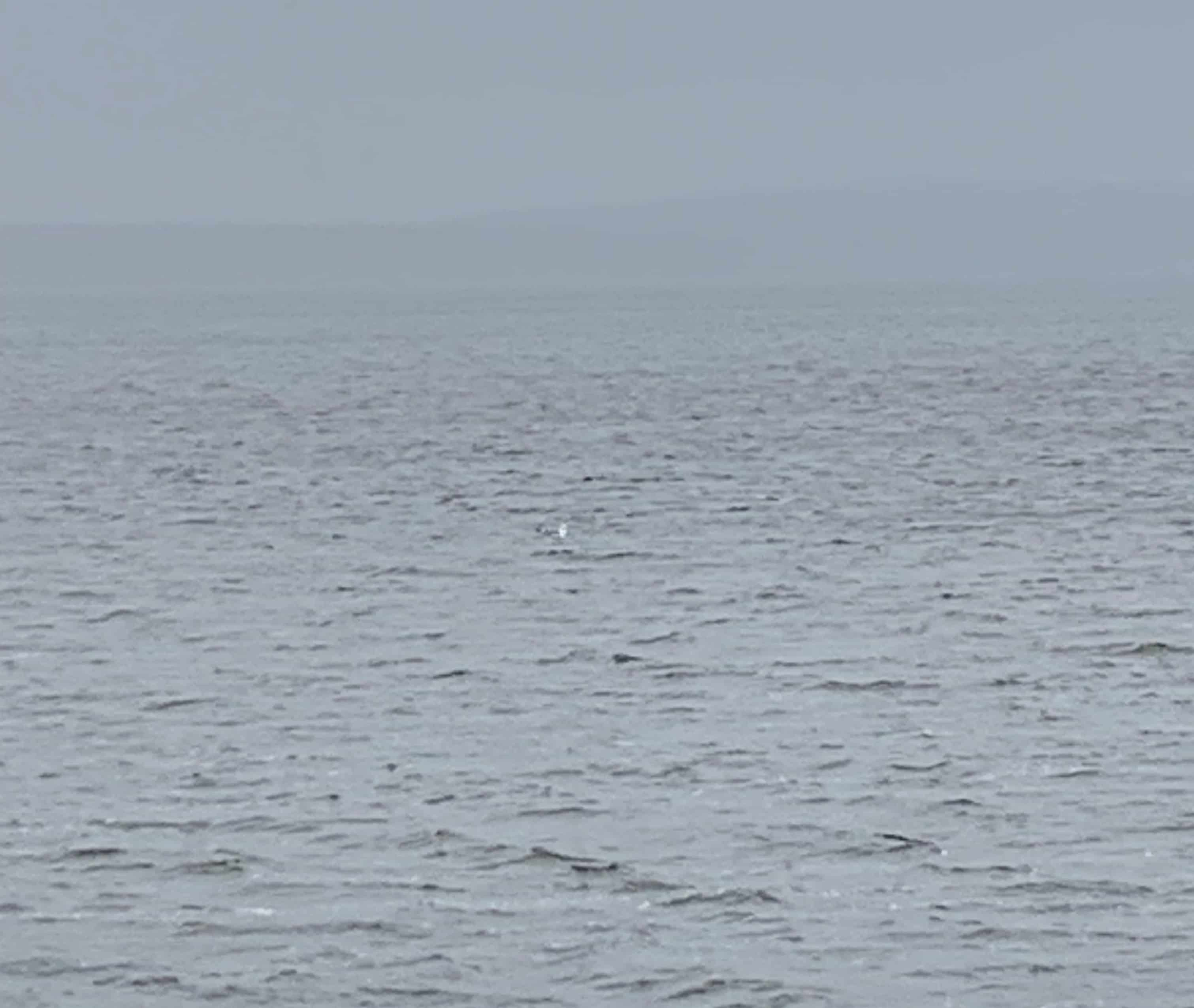 浜頓別町 / クッチャロ湖 / 湖と空飛ぶ白鳥