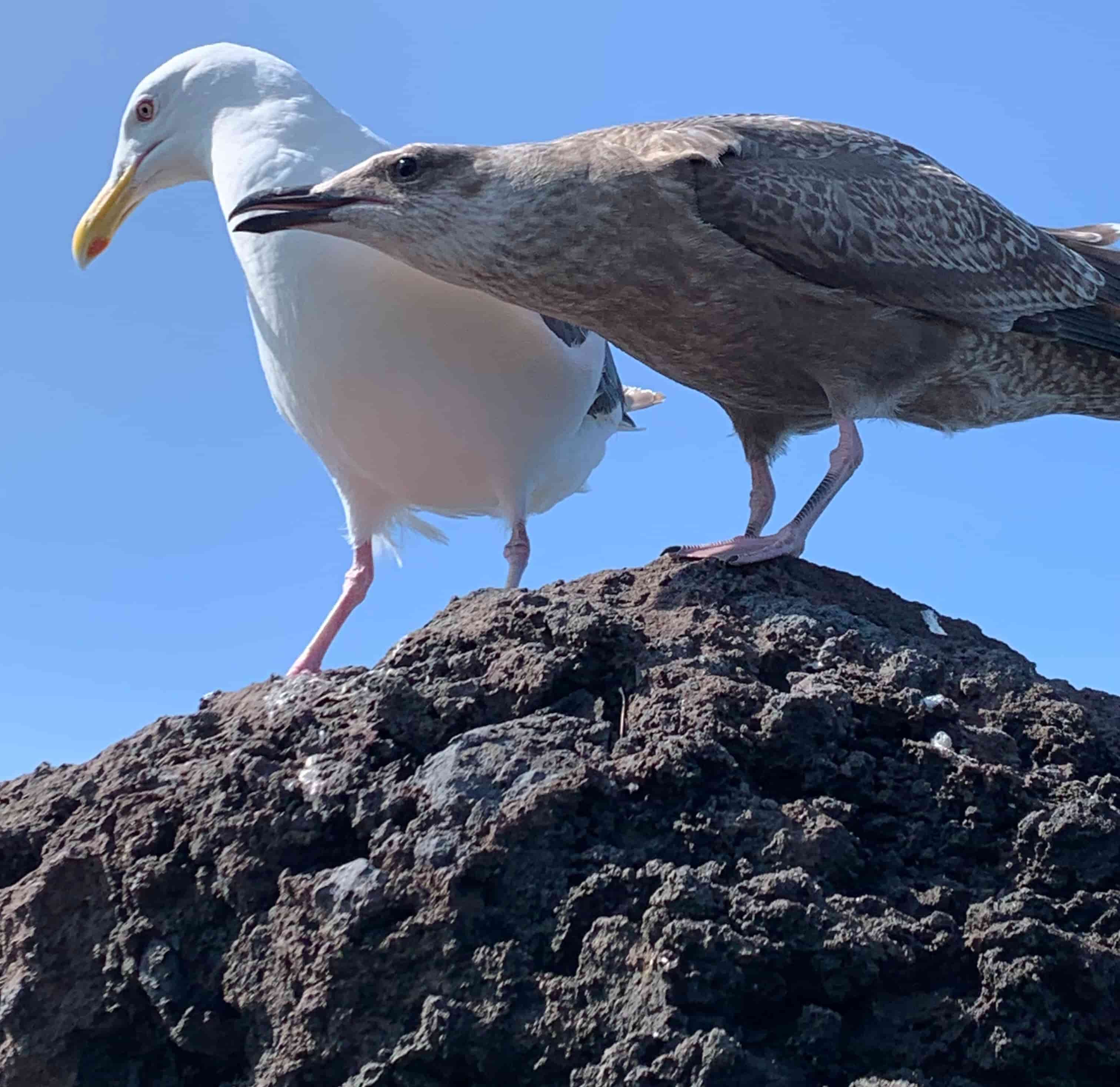 ウミネコの親子